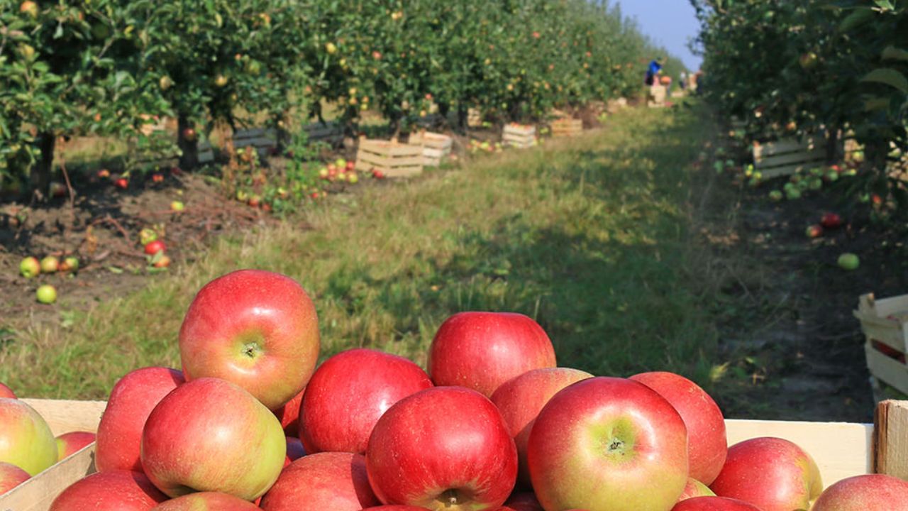 apple farms