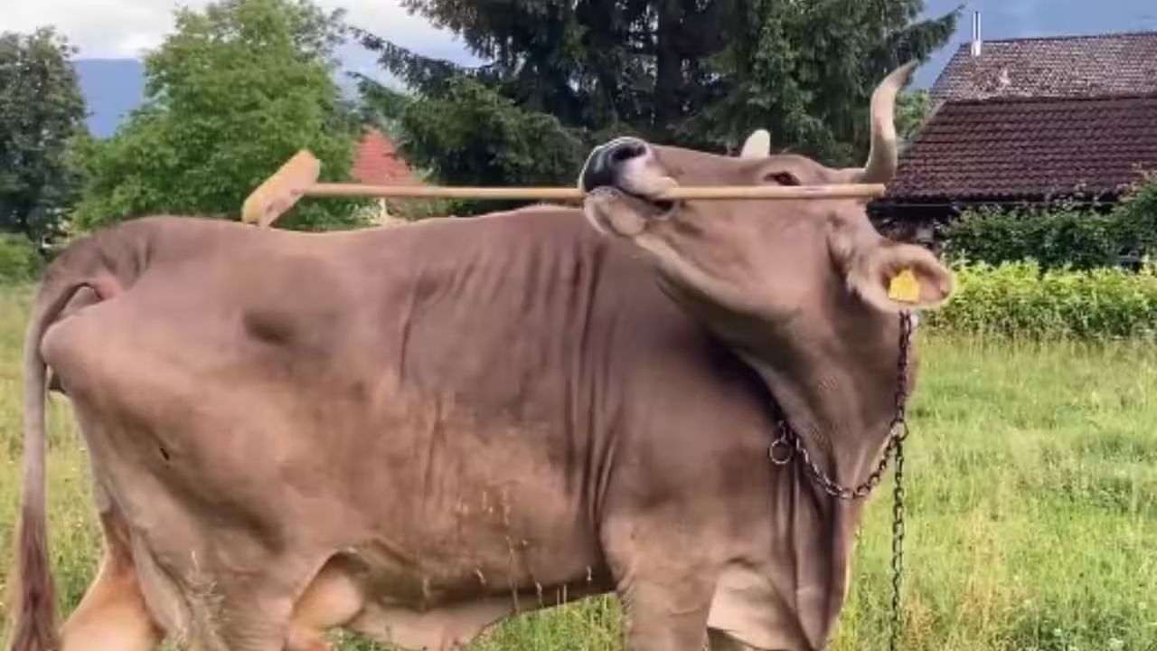 veronika cow