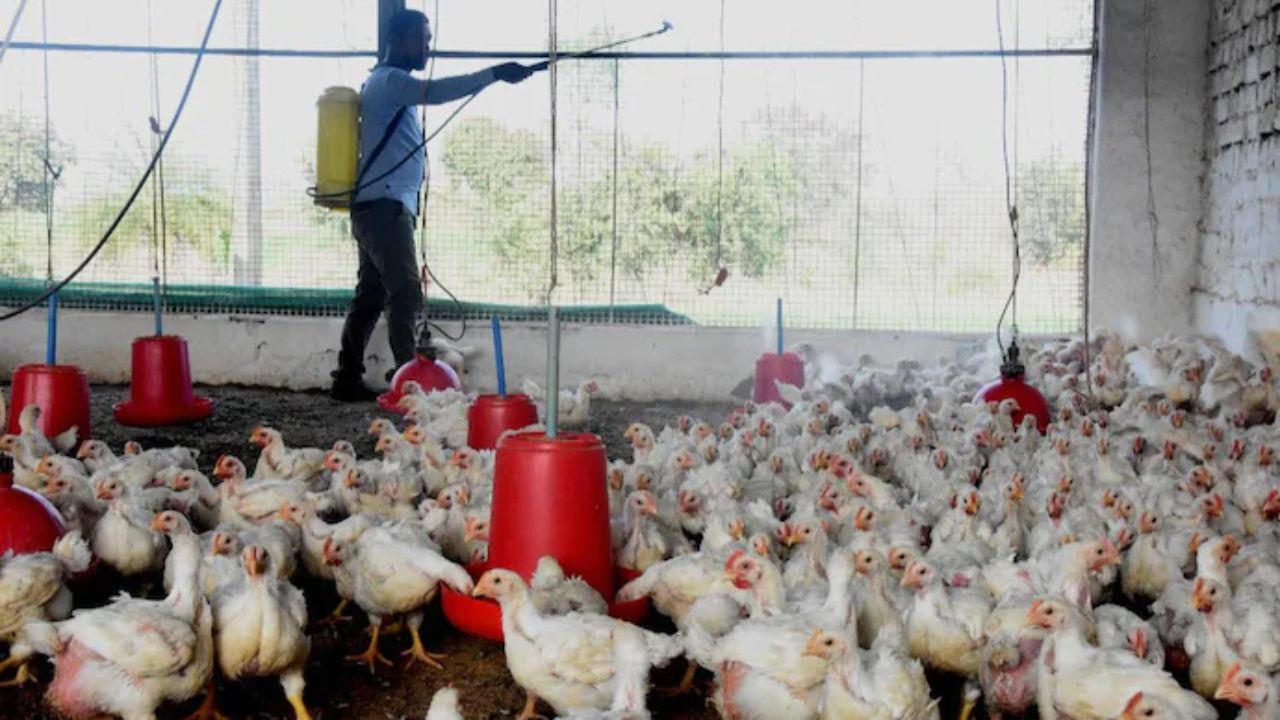 bird flu representational image । Photo Credit: PTI