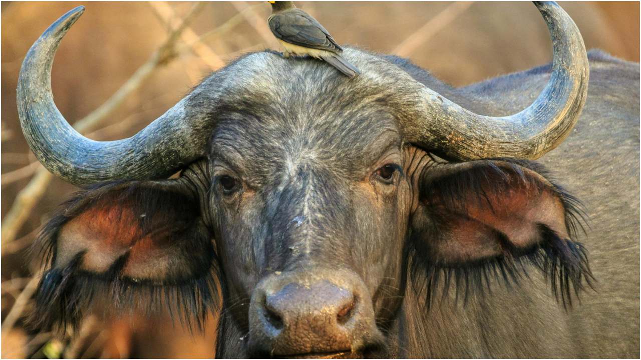 Gwalior Nagar Nigam Imposed 9 thousand fees on buffalo