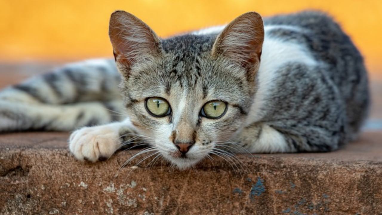 amroha women suicide over pet cat death