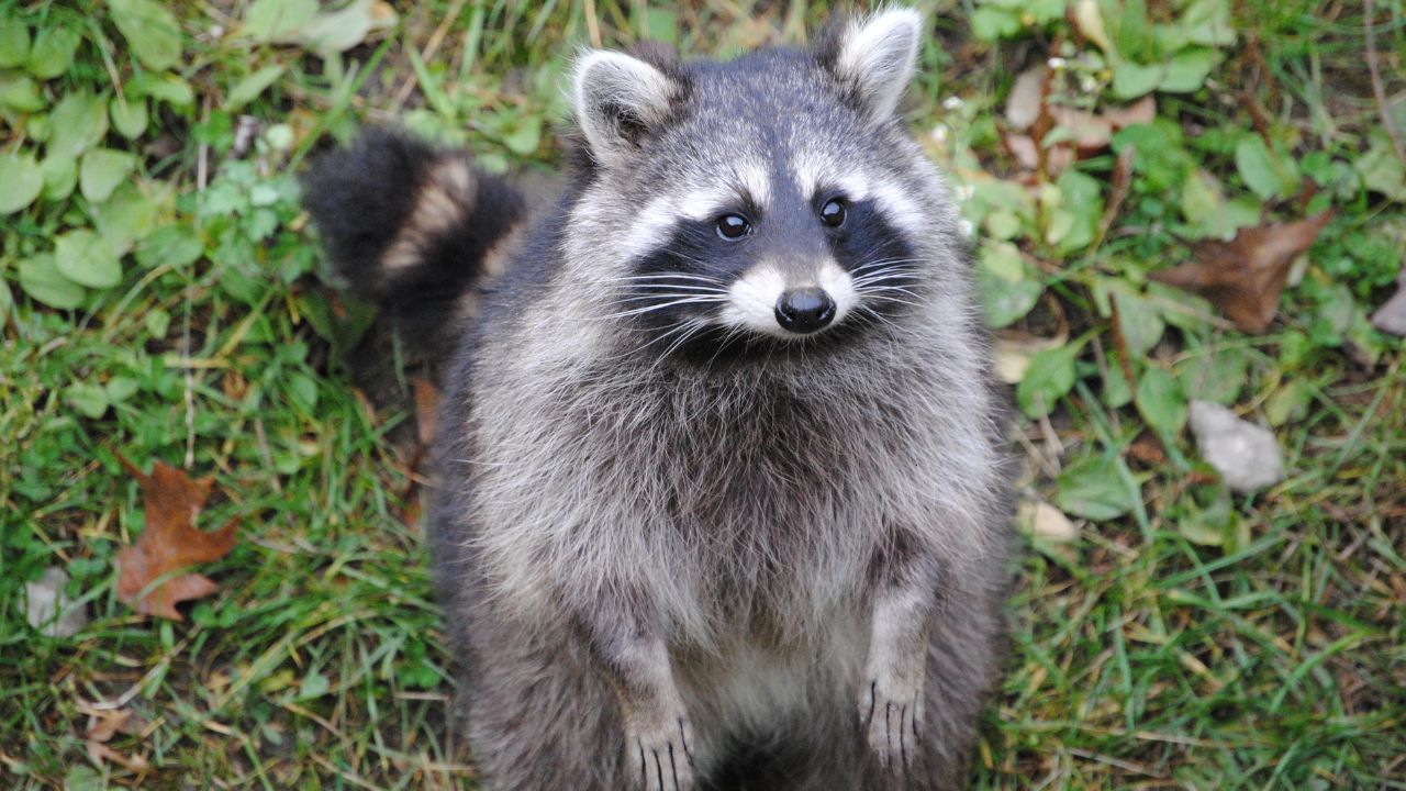 Image of Raccoon Dog for COVID 19