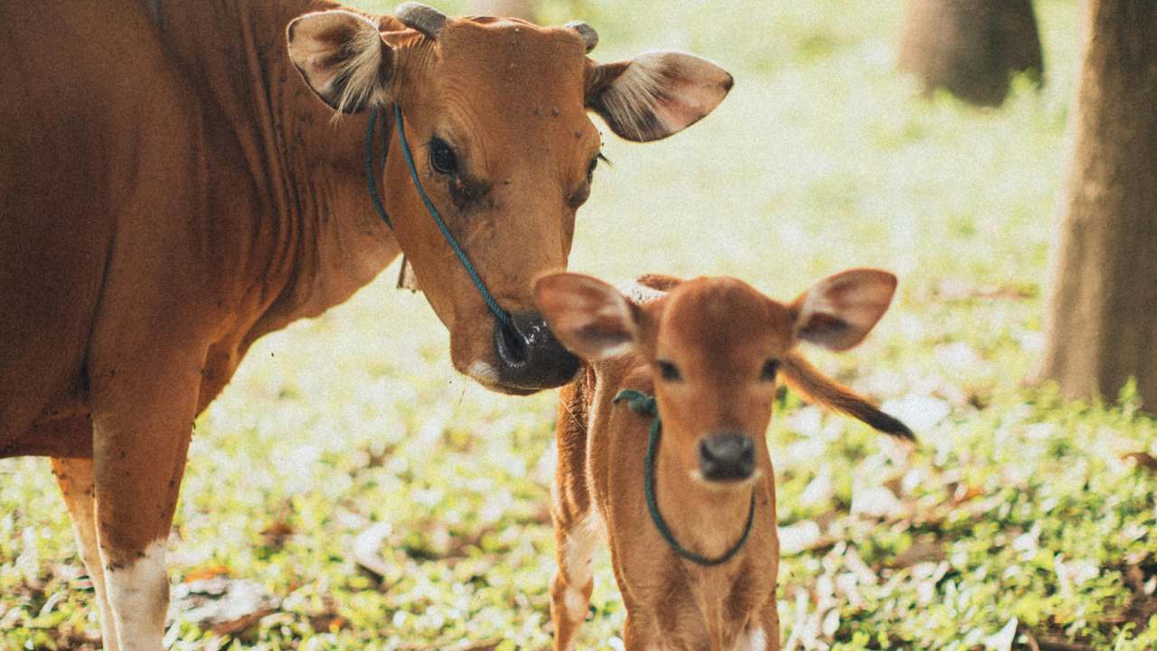 False cow slaughter case Godhra 