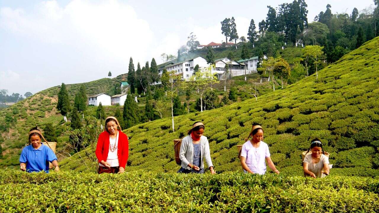 Tea Garden 