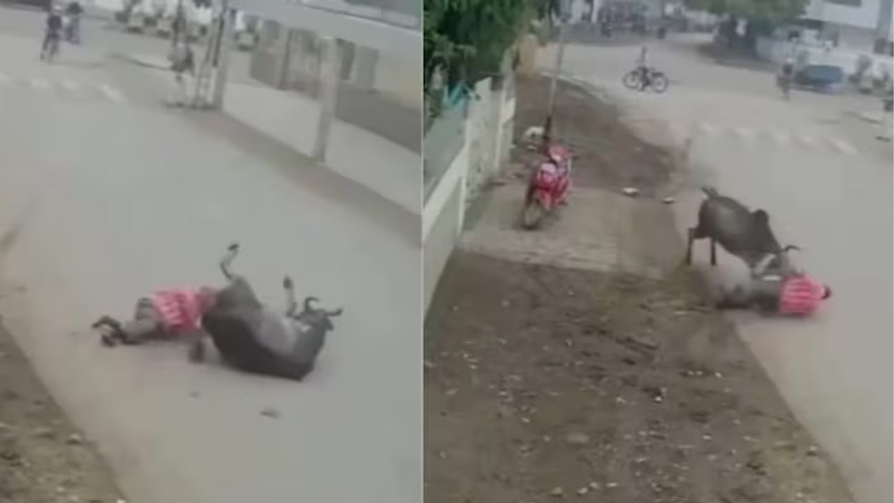 Chattarpur bull attack viral video