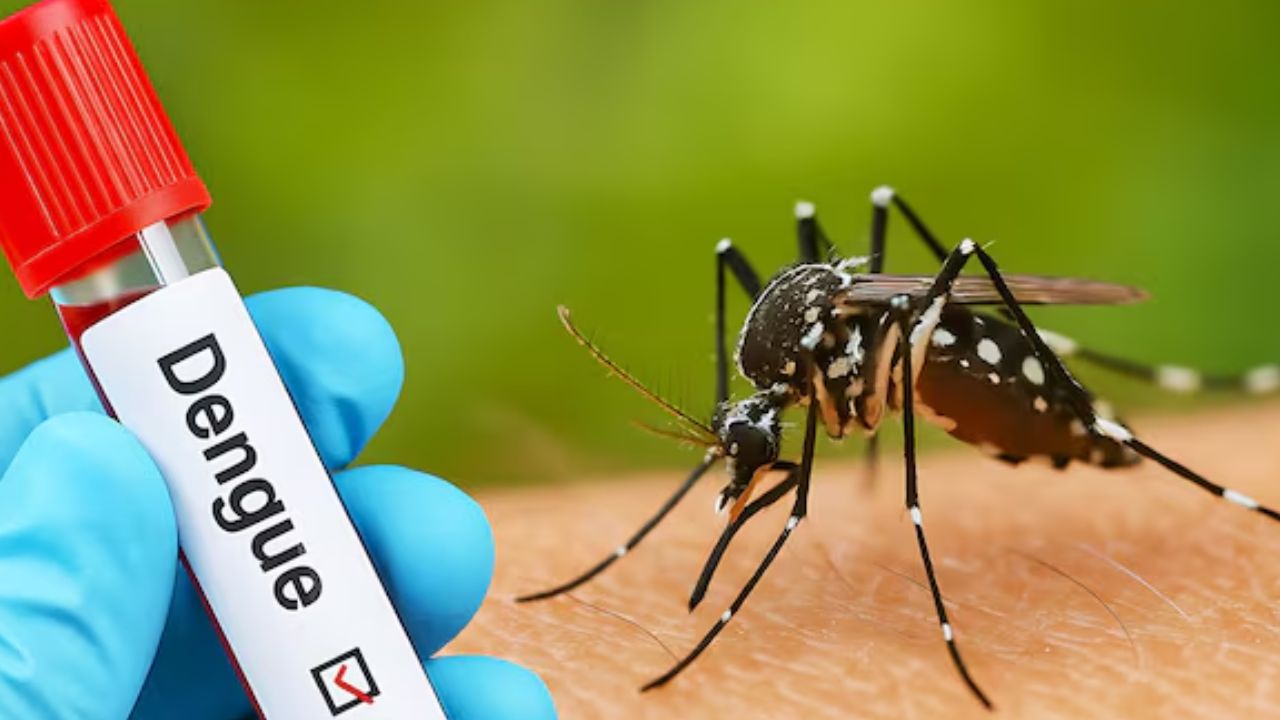 dengue mosquito