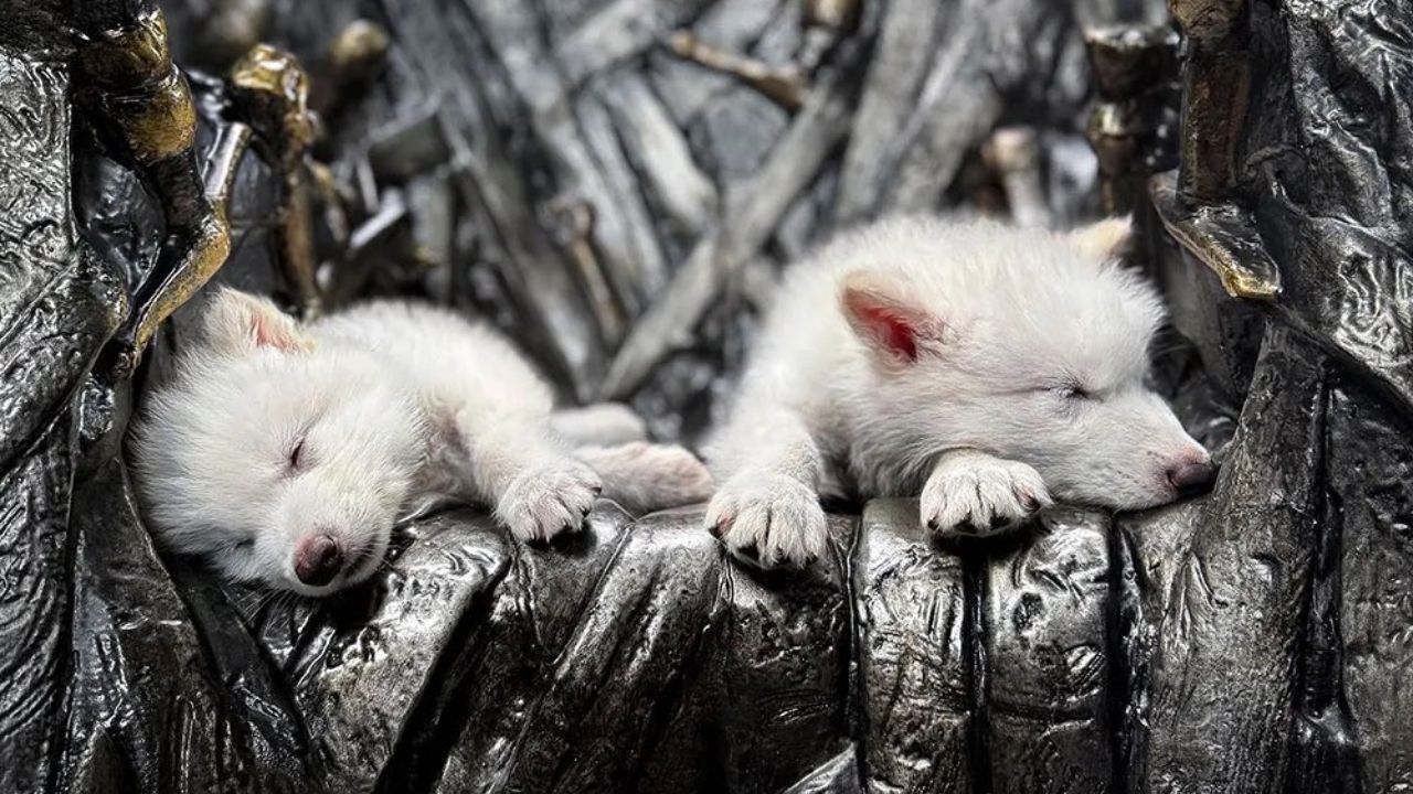 Image of New born Dire Wolf