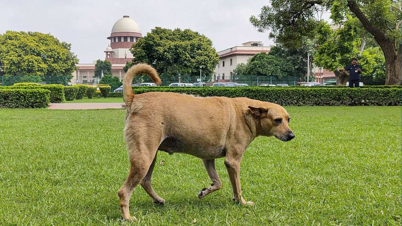 Dog Walking on Supreme Court Premises PTI Image 