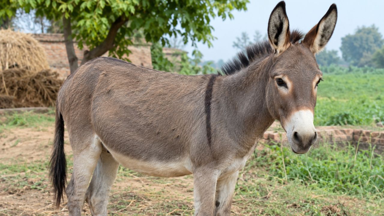 madhya pradesh nurses registration council issue donkey certificate