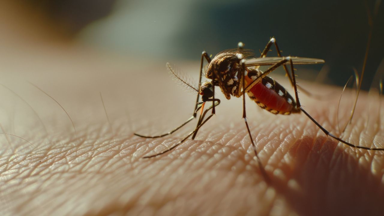 Image of Elephantiasis mosquito