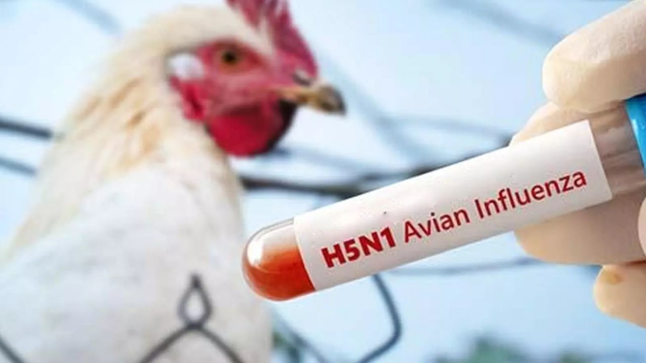 Bird Flu, Photo Credit: Social Media 