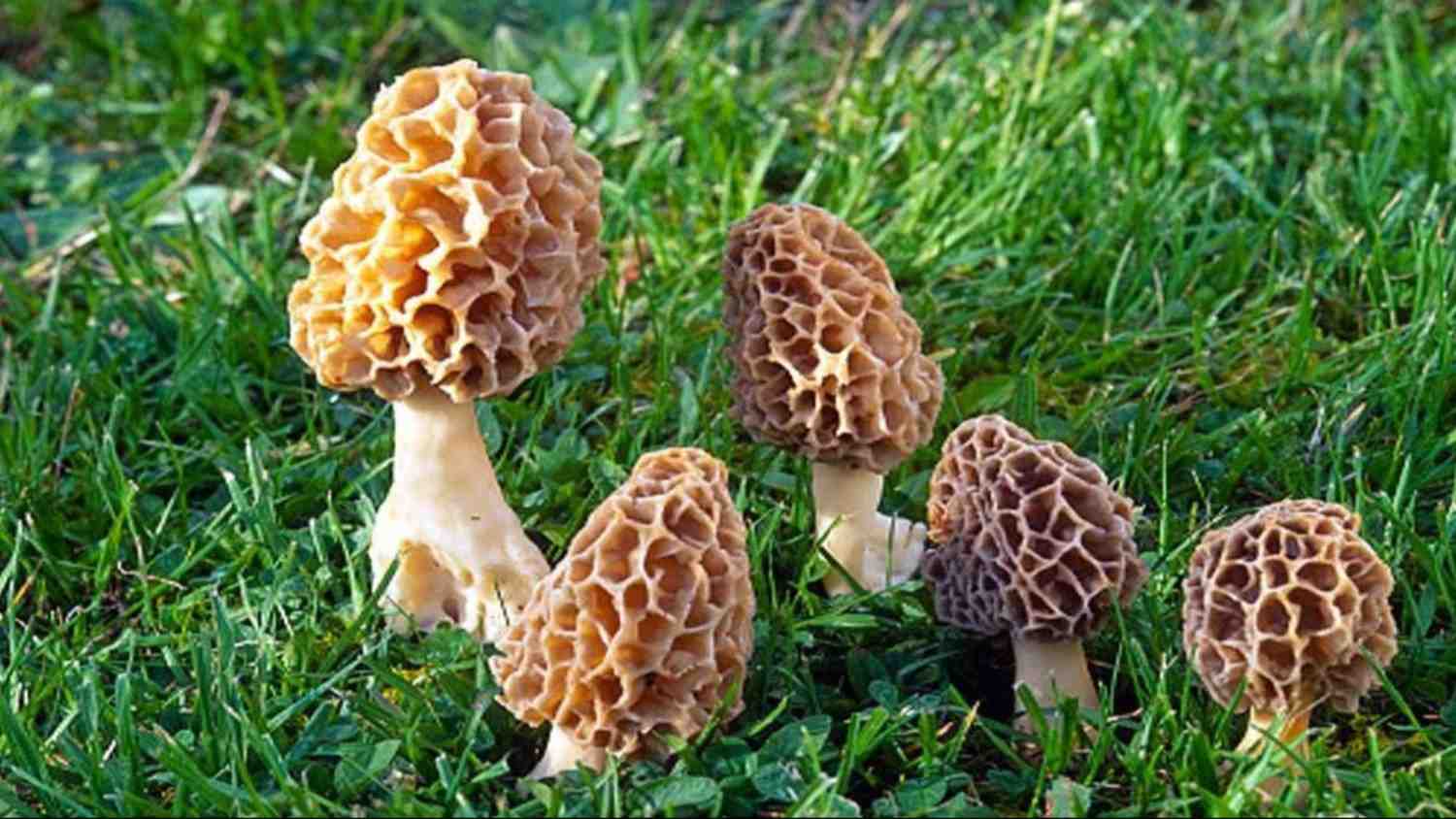 Gucchi Mushrooms