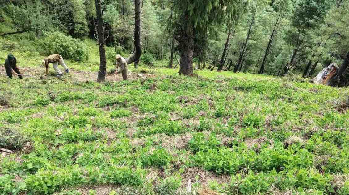 Himachal Pradesh News