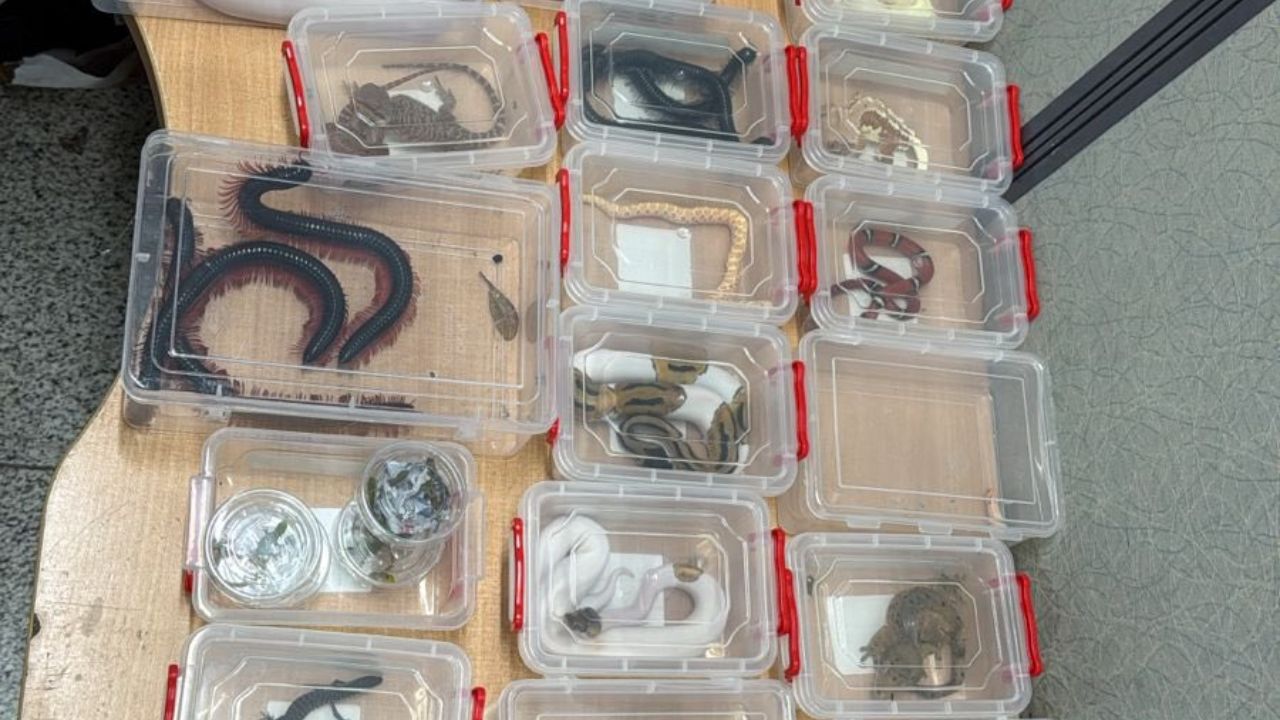 IGI Airport Customs department 