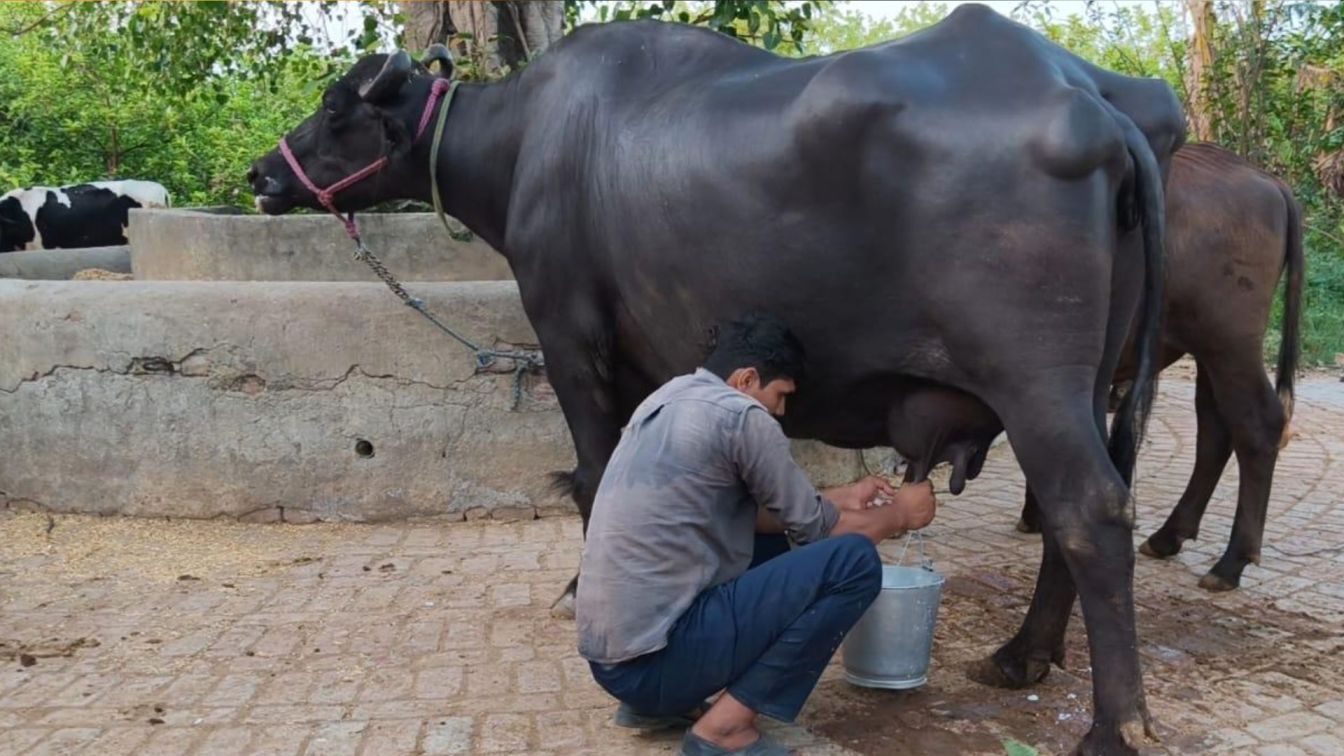Buffalo Gargi