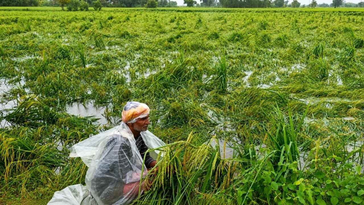 Paddy crop spread across the field