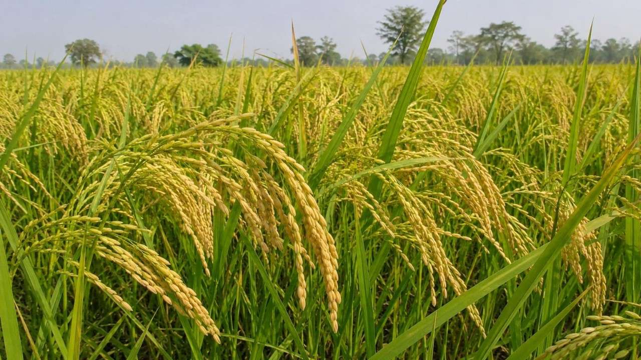 साठी धान की   फसल Photo credit chatGPT