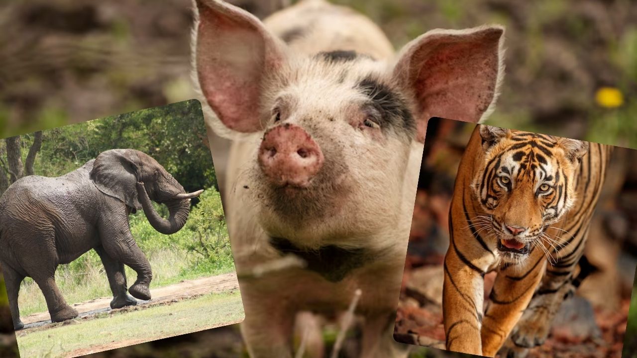 why Kerala wants to kill Wild Animals