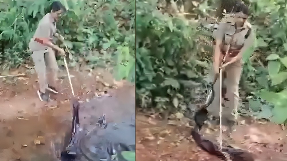 Female officer rescues king cobra.