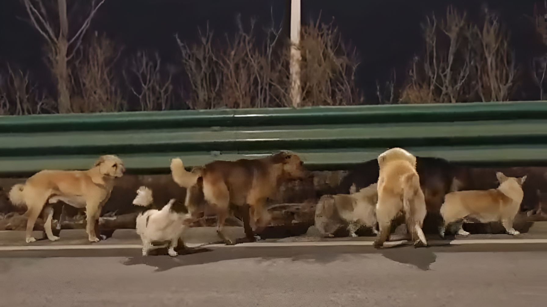 7 dogs walk 17 kilometers to return home