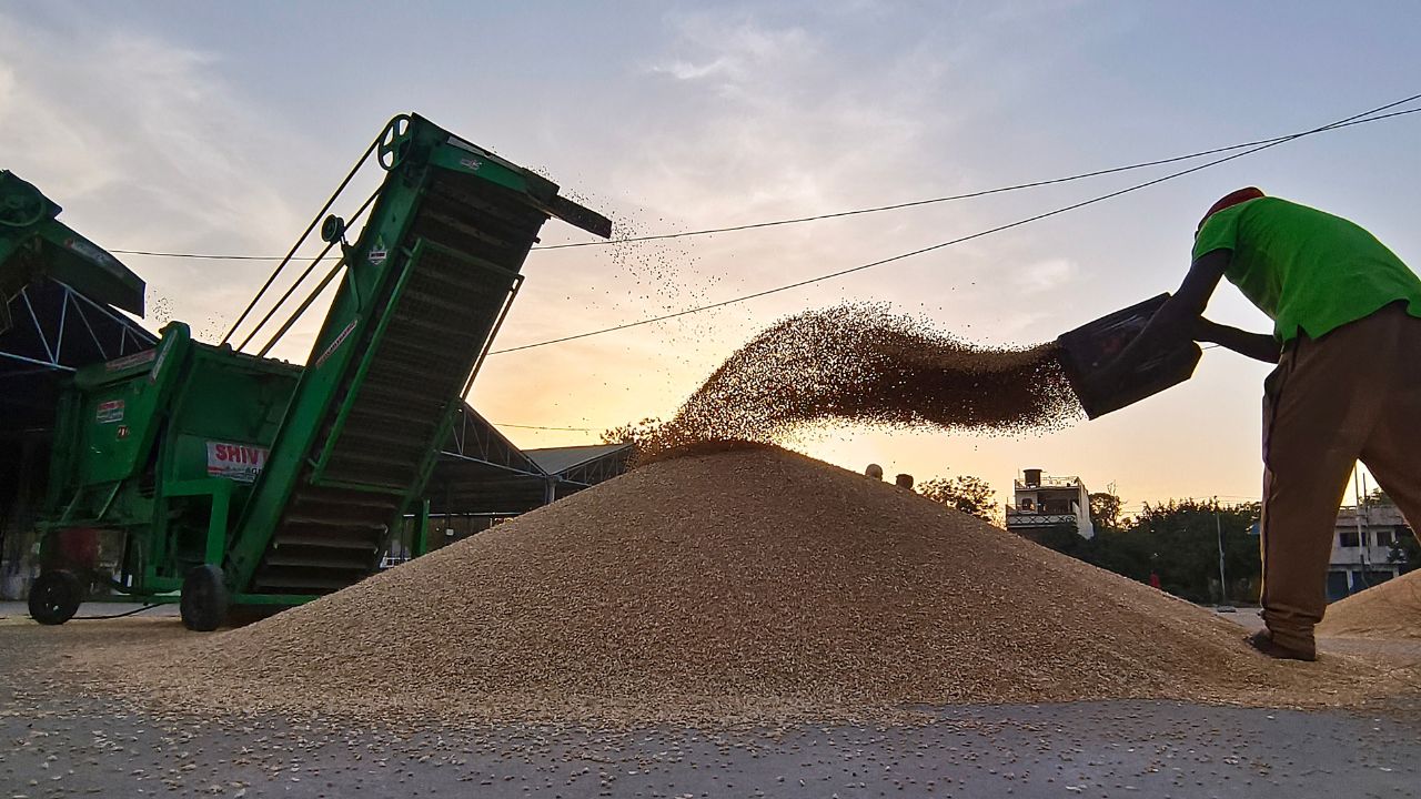 Insects eat Rajgarh biaora Warehouse wheat