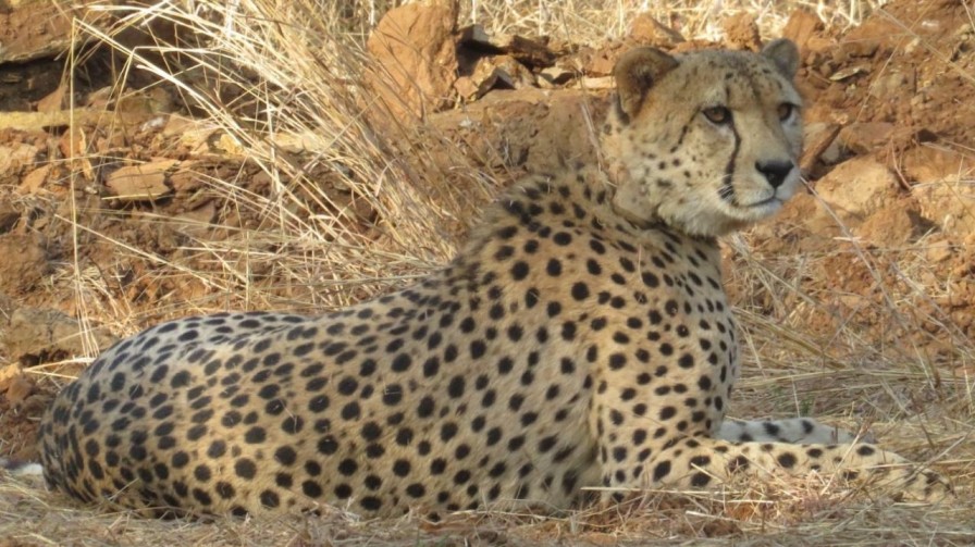 Kuno National Park cheetah