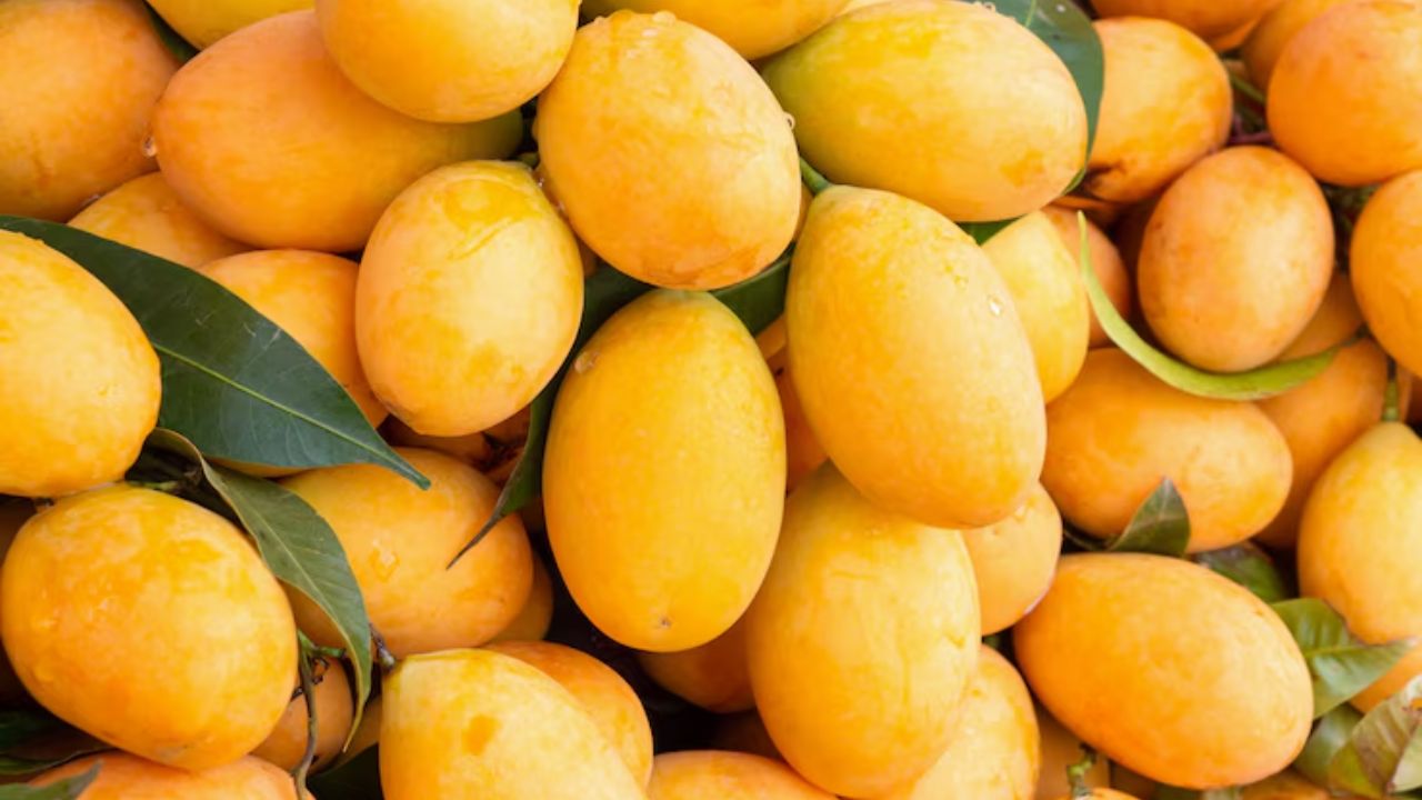 types of mango