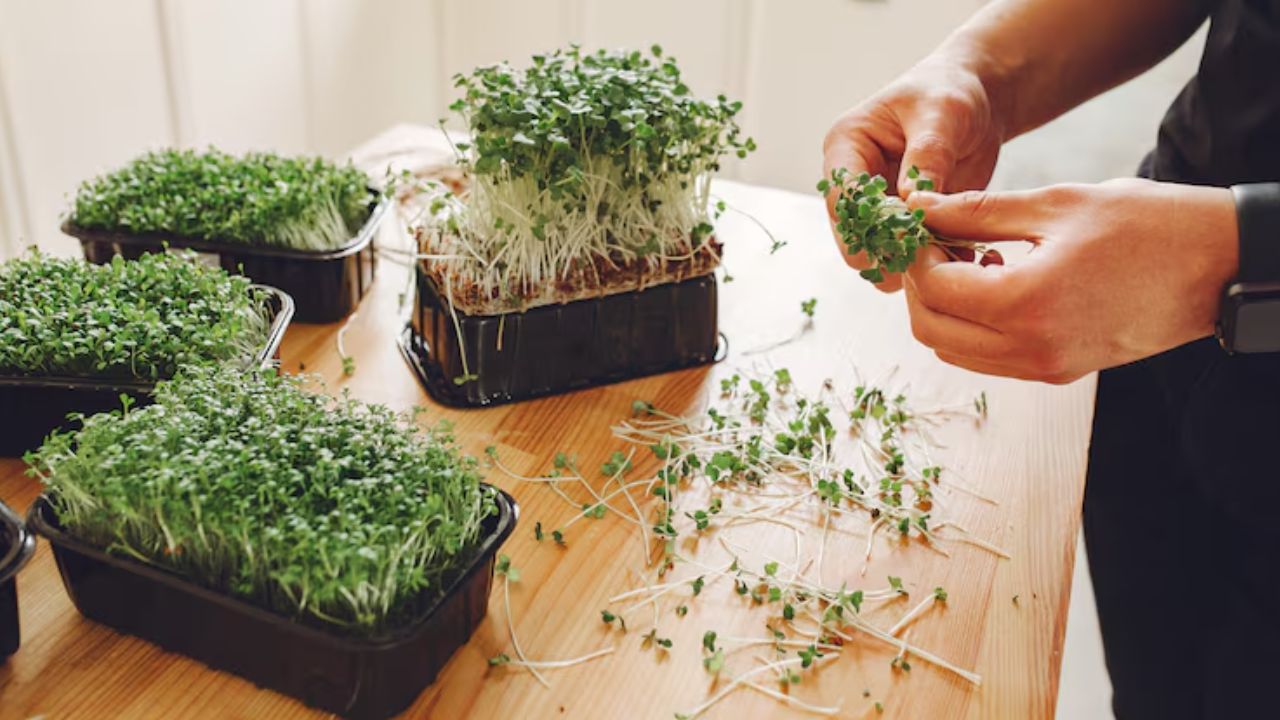 microgreens