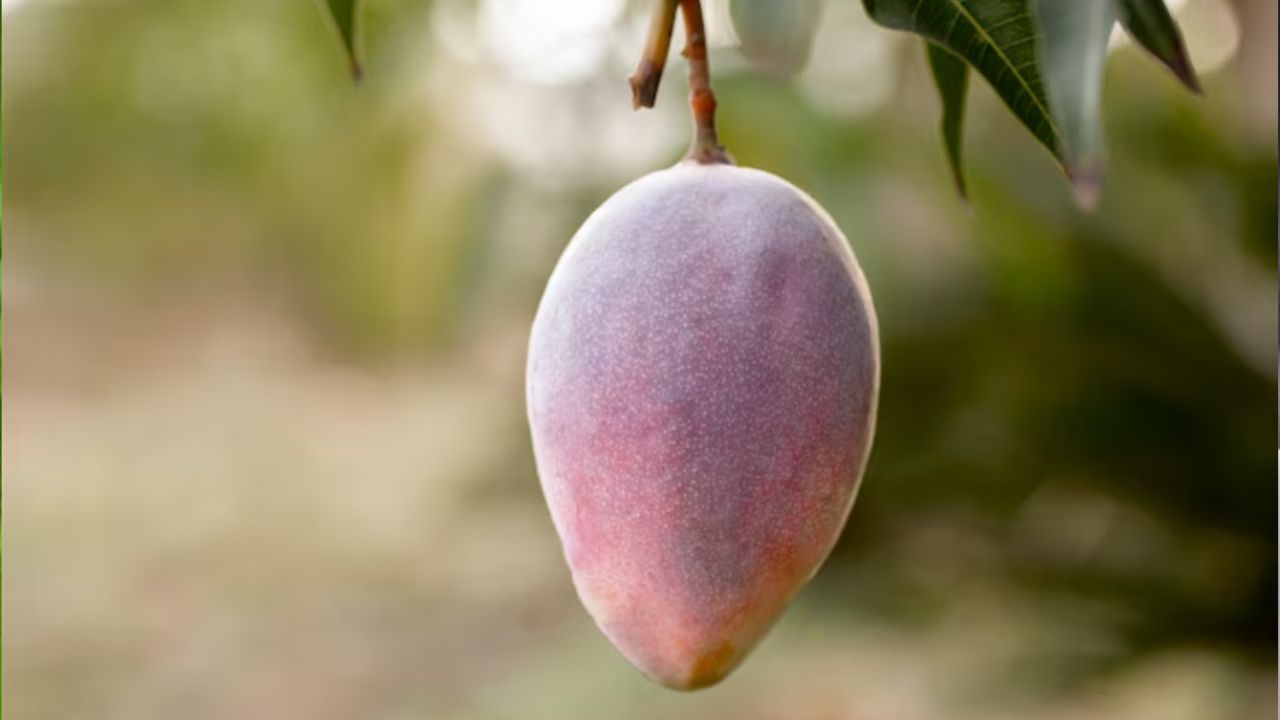world most expensive miyazaki mango