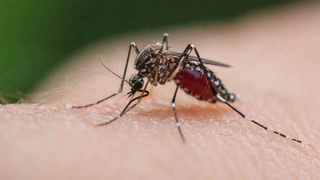 tricks for repel from mosquito in monsoon