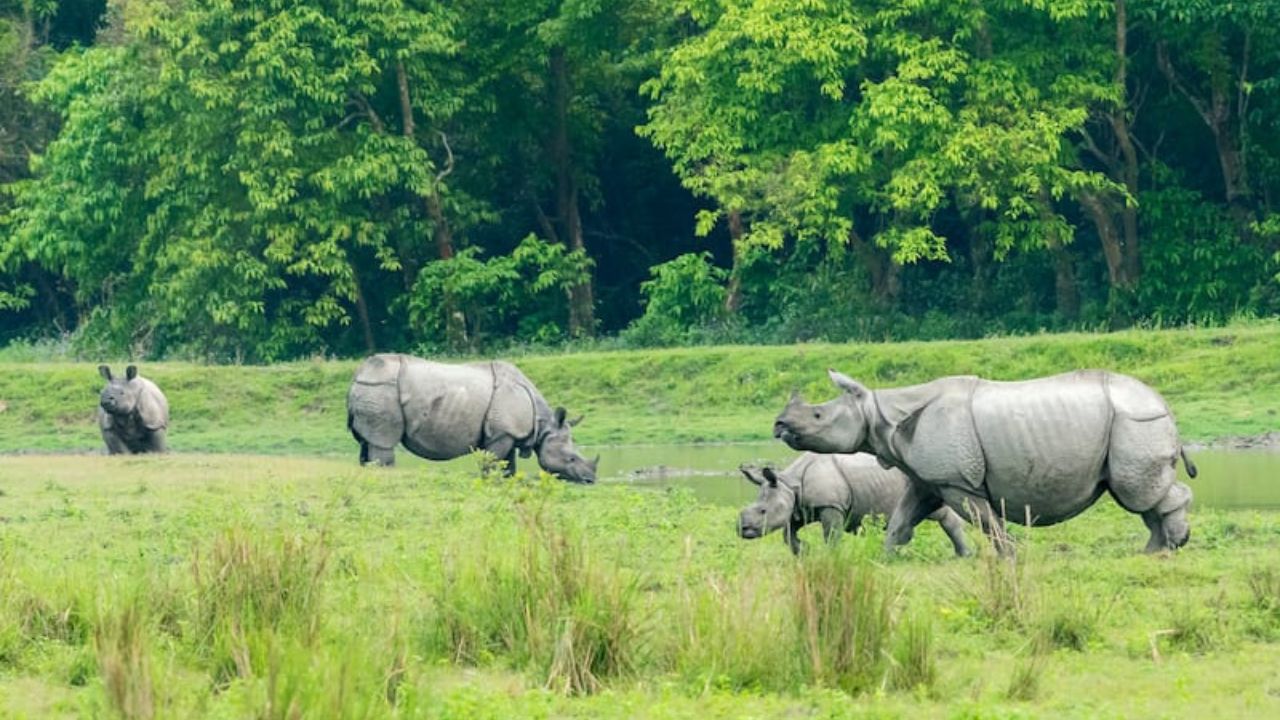 Kaziranga National Park