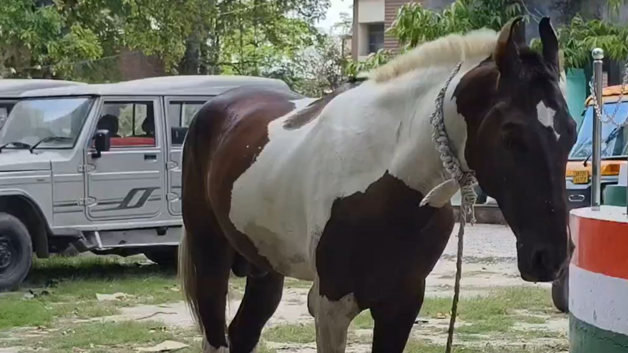 Horse tied in police station.