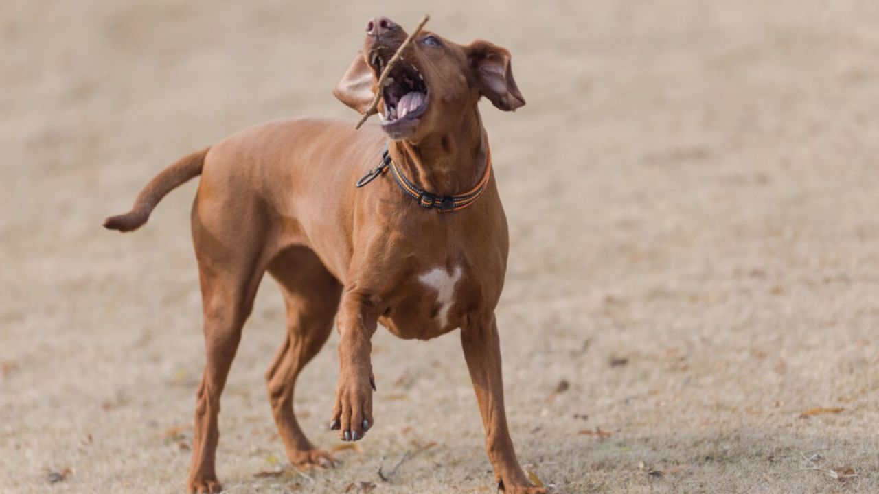 noida dog owner cut nose