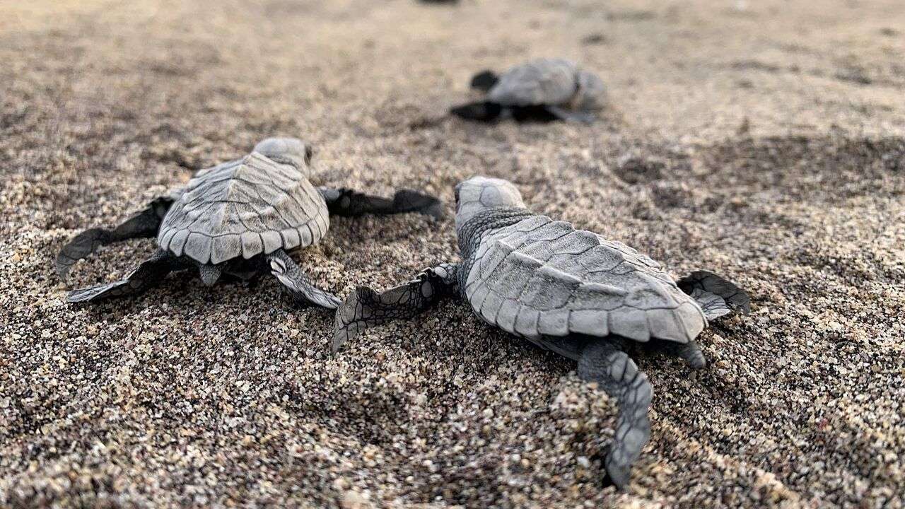 Image of olive ridley turtles