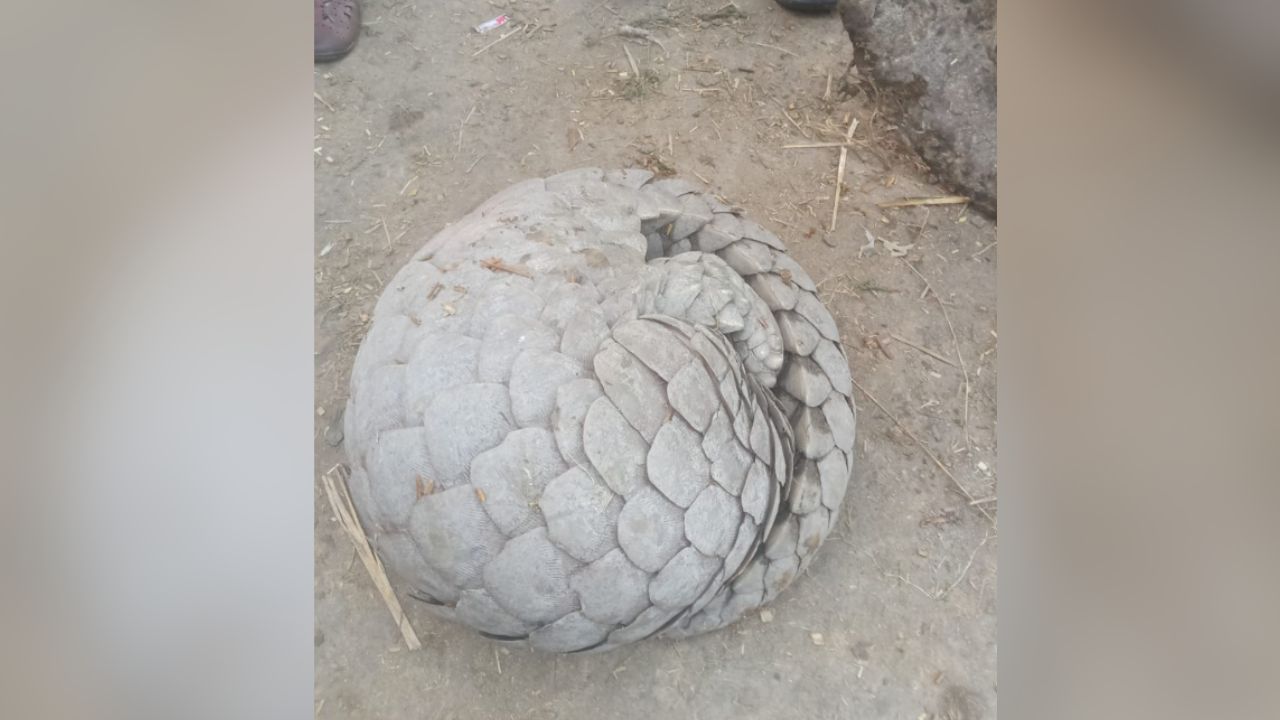 pangolin