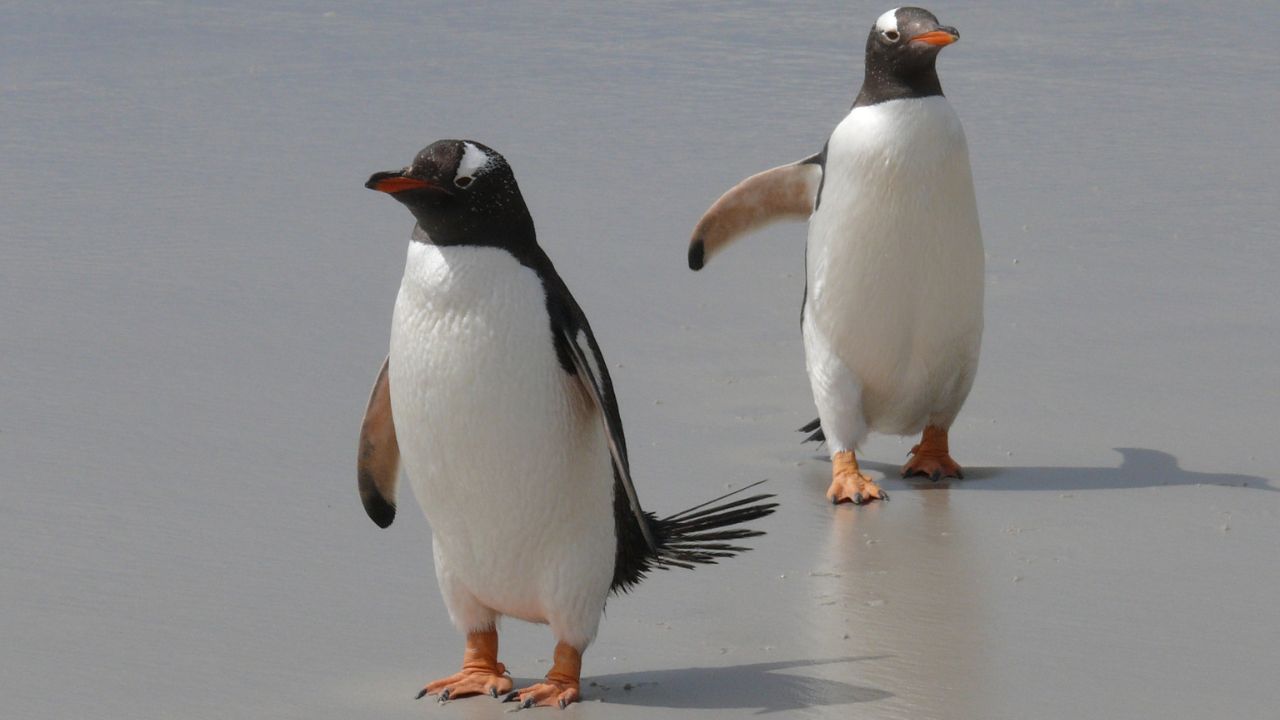 Image of Penguin