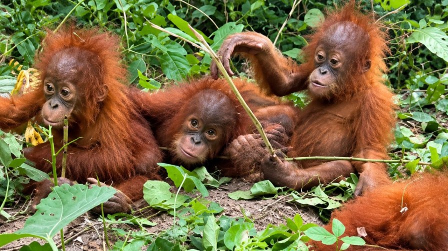  Odisha Orangutans