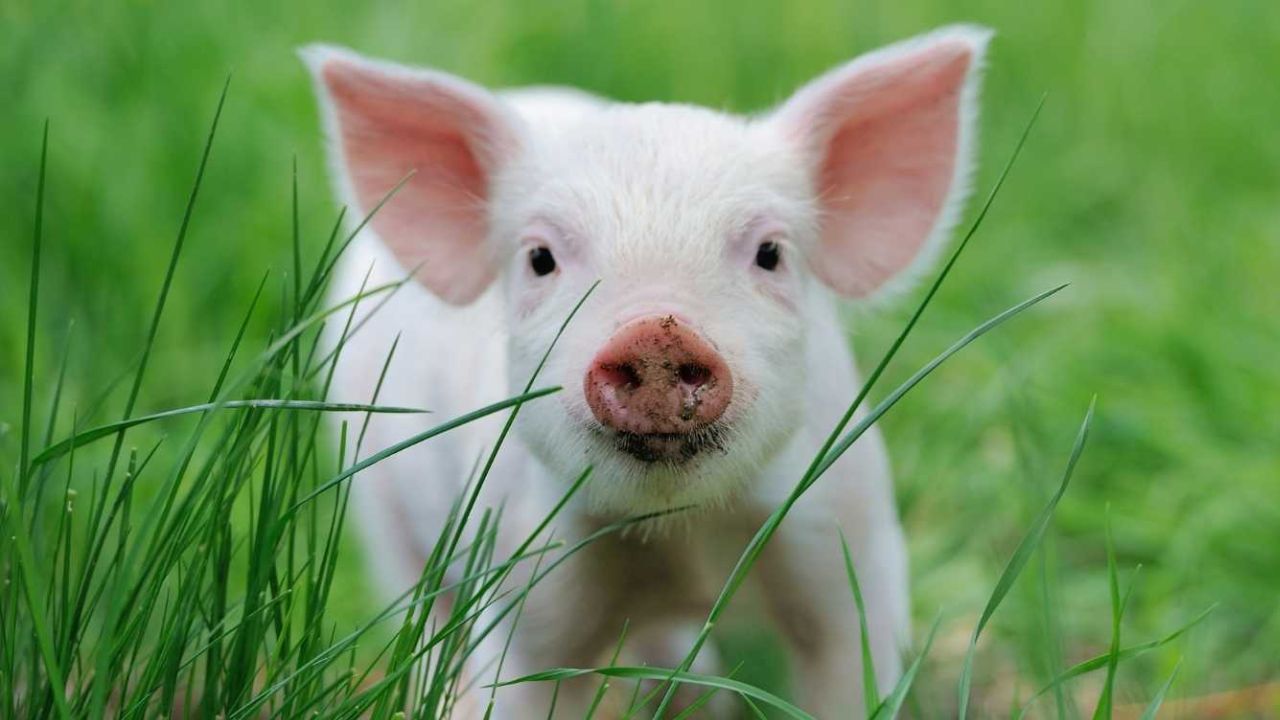 Man Killed pig on stage 