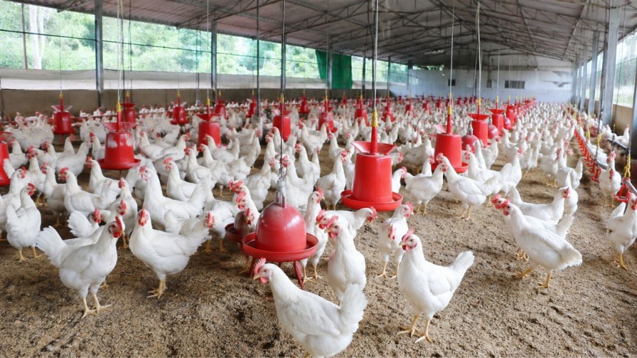 poultry farm