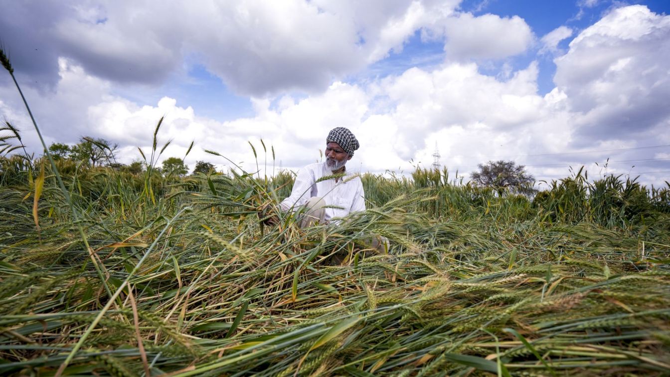 Farmer after rain