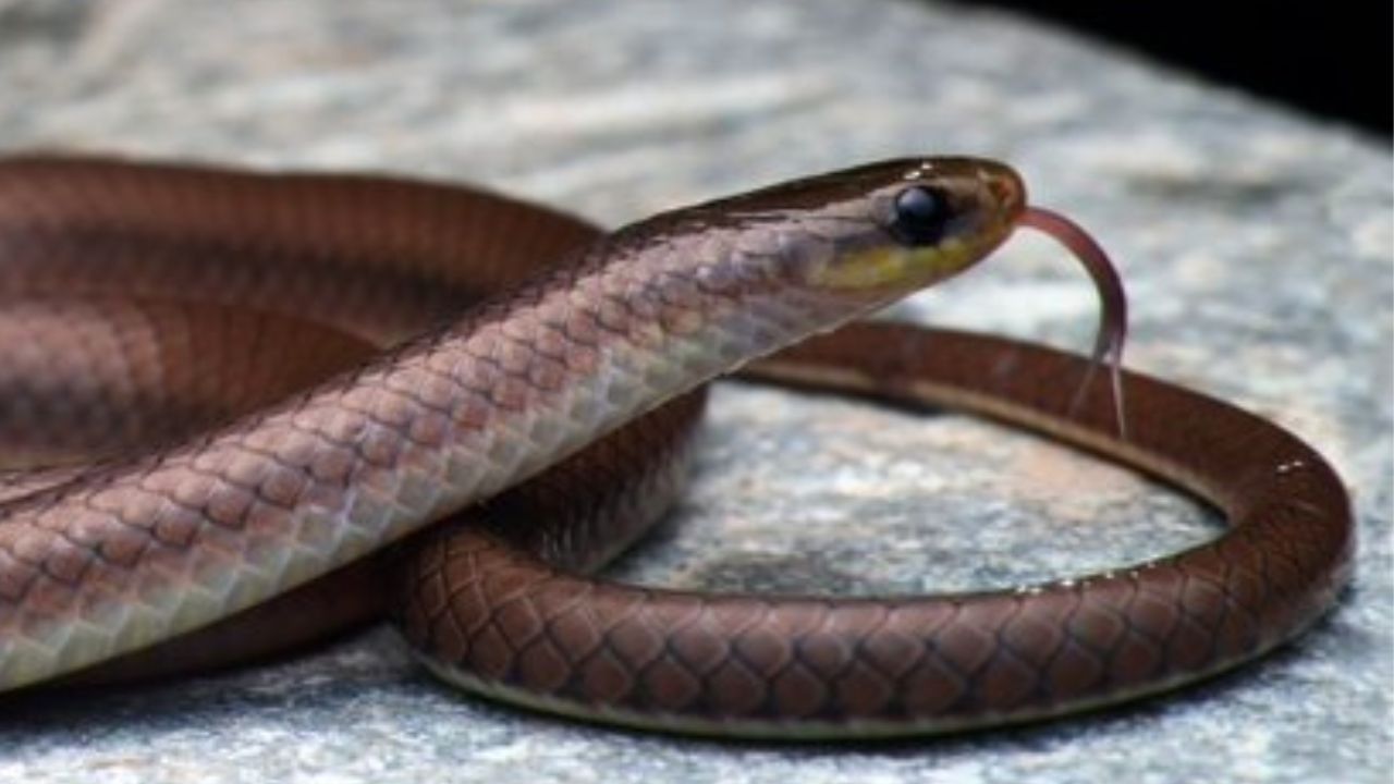  New Himalayan snake named after Leonardo DiCaprio