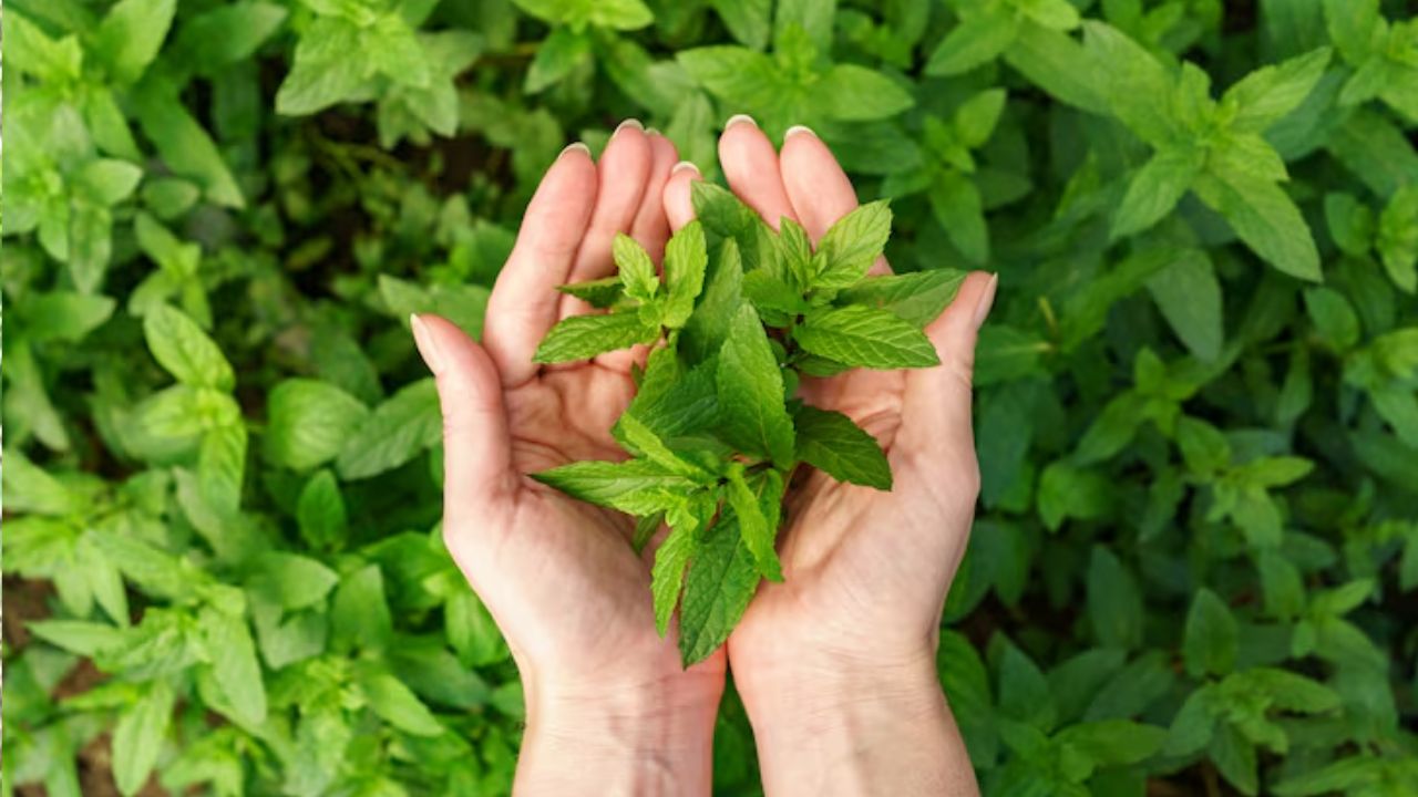 stevia plants