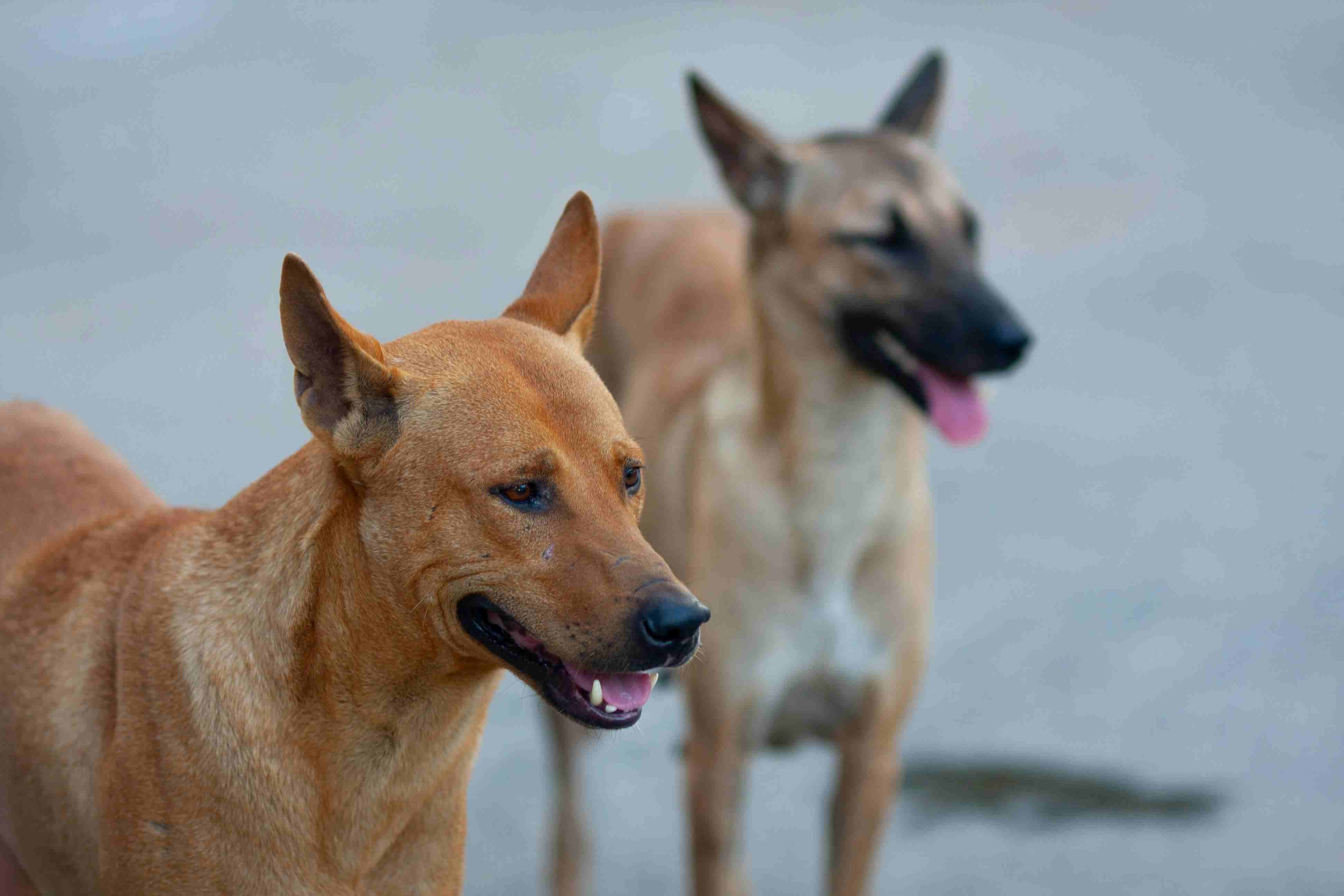 West Bengal newborn carried away by stray dog 