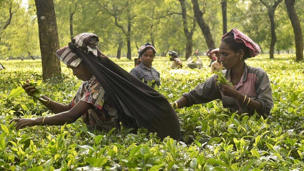 Tea Garden 