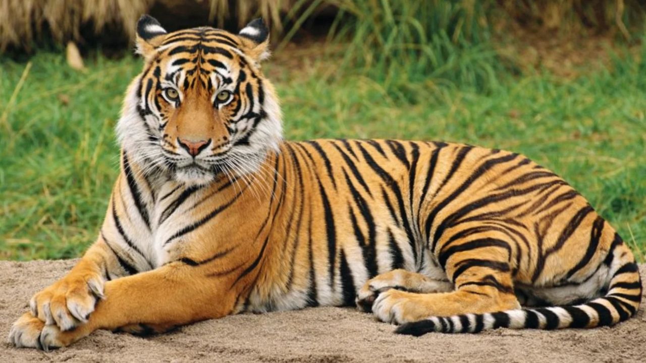 प्रतीकात्मक तस्वीर । Photo Credit: PTI