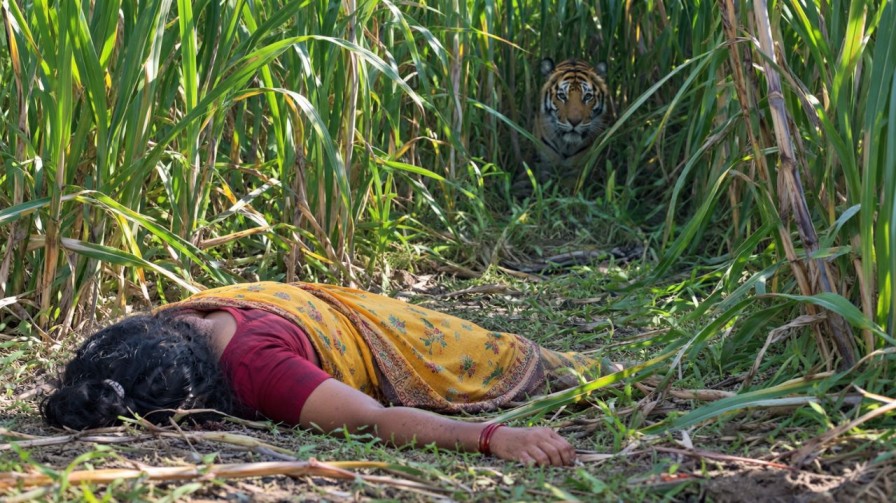 Valmiki Tiger Reserve attack