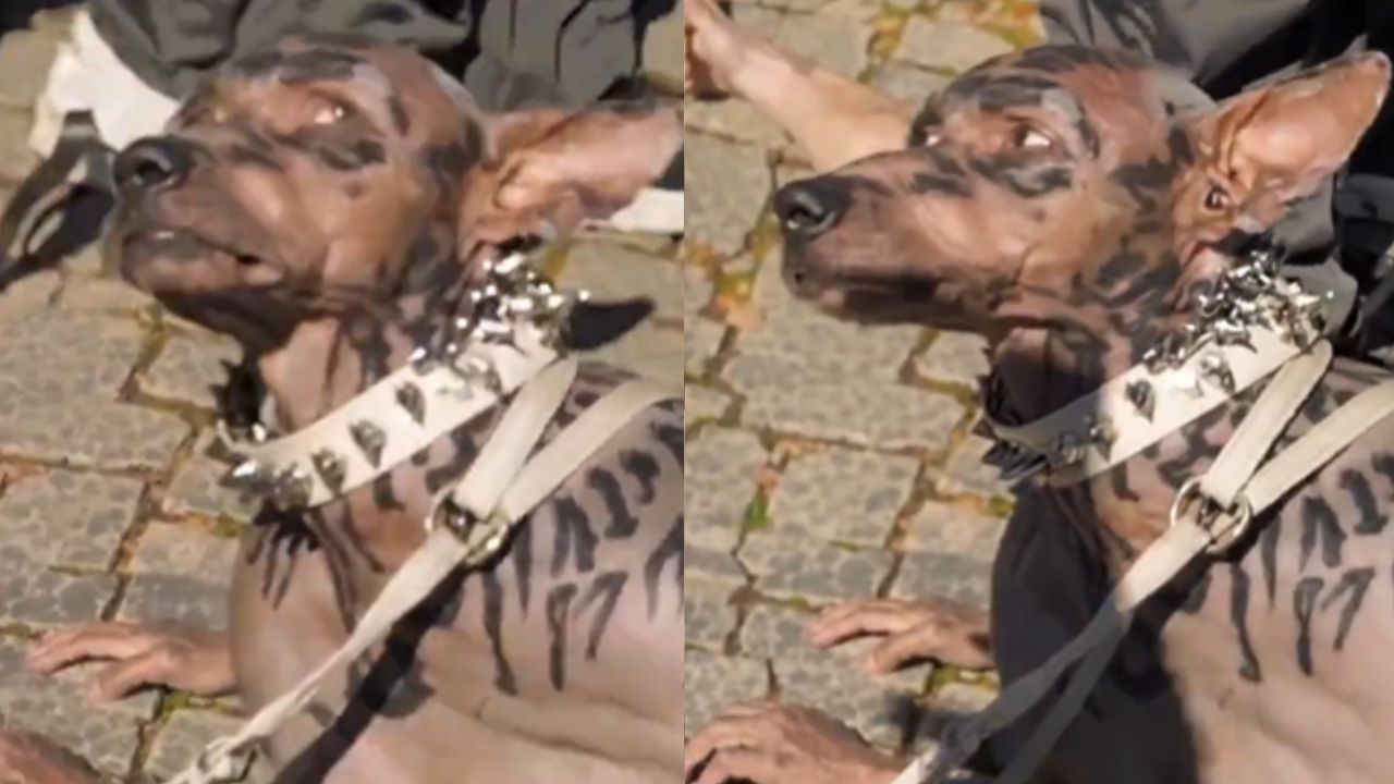 Japanese man becomes dog