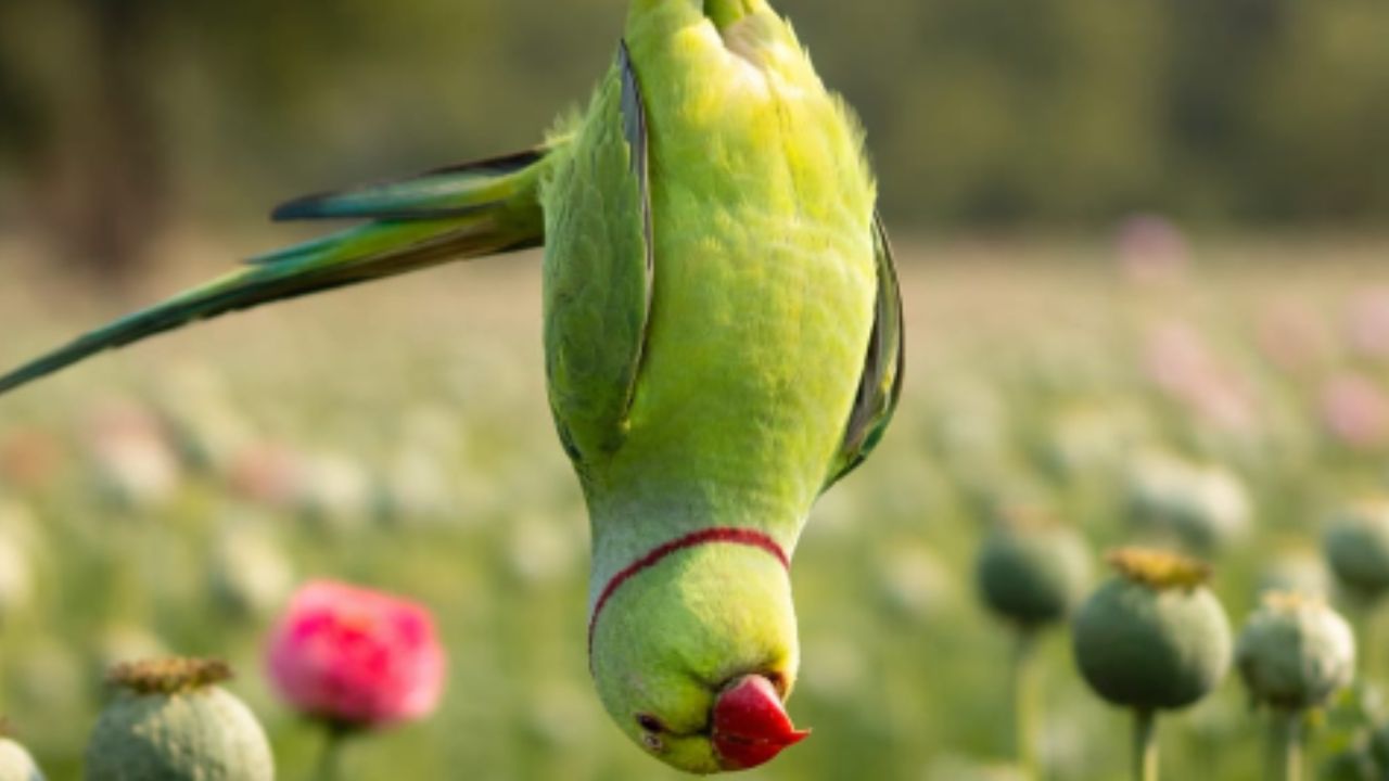 प्रतीकात्मक फोटो । Photo credit- AI Sora