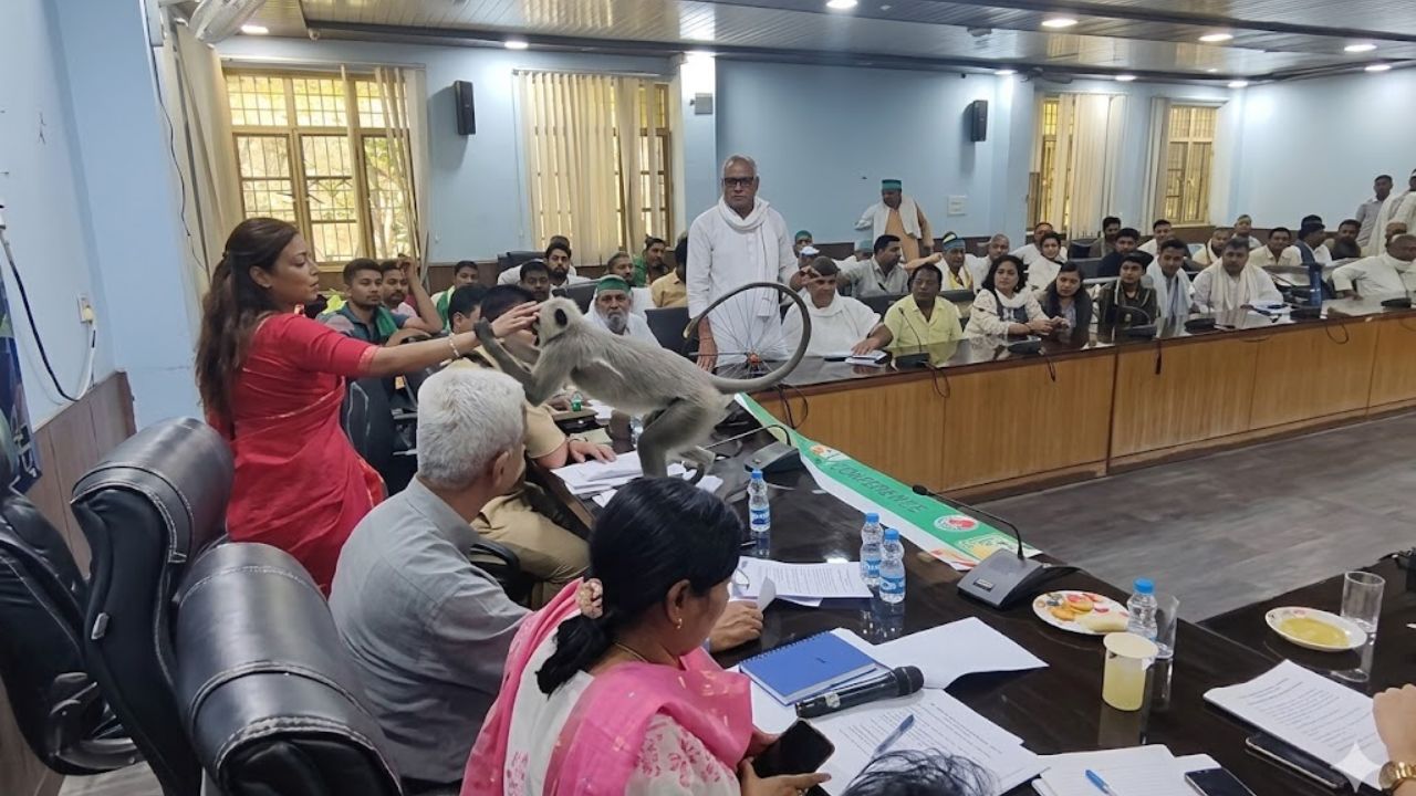 A monkey reached the DM meeting in Baghpat