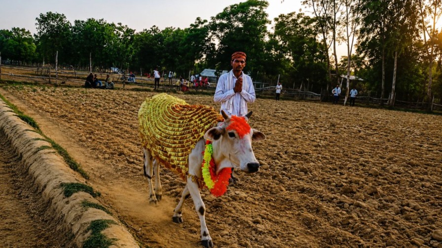 cow